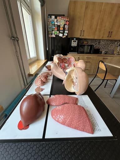 Modele anatomiczne wykorzystywane podczas zajęć